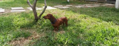 La imagen 1 de la Empresa HOSPEDAJE PARA MASCOTAS PATITAS FELICES Entrenador de perros en Lima LAM