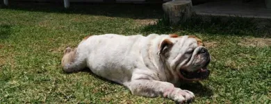 La imagen 2 de la Empresa HOSPEDAJE PARA MASCOTAS PATITAS FELICES Entrenador de perros en Lima LAM