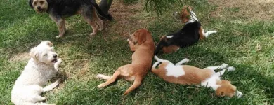 La imagen 3 de la Empresa HOSPEDAJE PARA MASCOTAS PATITAS FELICES Entrenador de perros en Lima LAM