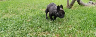 La imagen 5 de la Empresa HOSPEDAJE PARA MASCOTAS PATITAS FELICES Entrenador de perros en Lima LAM