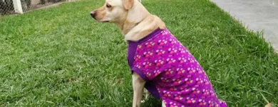 La imagen 6 de la Empresa HOSPEDAJE PARA MASCOTAS PATITAS FELICES Entrenador de perros en Lima LAM