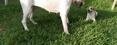 La imagen 7 de la Empresa HOSPEDAJE PARA MASCOTAS PATITAS FELICES Entrenador de perros en Lima LAM