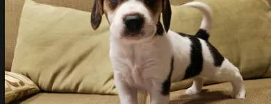 La imagen 8 de la Empresa HOSPEDAJE PARA MASCOTAS PATITAS FELICES Entrenador de perros en Lima LAM