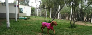 La imagen 10 de la Empresa HOSPEDAJE PARA MASCOTAS PATITAS FELICES Entrenador de perros en Lima LAM