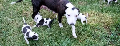 La imagen 13 de la Empresa HOSPEDAJE PARA MASCOTAS PATITAS FELICES Entrenador de perros en Lima LAM