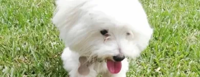 La imagen 16 de la Empresa HOSPEDAJE PARA MASCOTAS PATITAS FELICES Entrenador de perros en Lima LAM