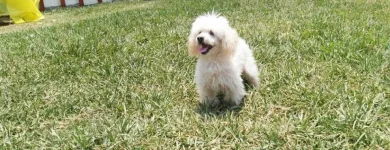 La imagen 18 de la Empresa HOSPEDAJE PARA MASCOTAS PATITAS FELICES Entrenador de perros en Lima LAM