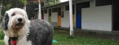 La imagen 20 de la Empresa HOSPEDAJE PARA MASCOTAS PATITAS FELICES Entrenador de perros en Lima LAM