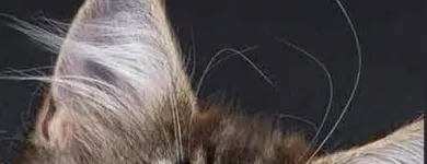 La imagen 2 de la Empresa LEOCAT Tienda para Mascotas en Lima LAM