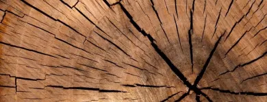 La imagen 4 de la Empresa MADERERA TOTORITA S.A.C. Proveedor de maquinaria de construcción en Lima LAM