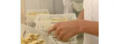 La imagen 1 de la Empresa MAVIR PERÚ Carnicería en Piura PIU