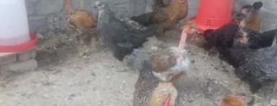La imagen 2 de la Empresa MAVIR PERÚ Carnicería en Piura PIU