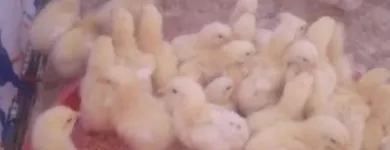 La imagen 3 de la Empresa MAVIR PERÚ Carnicería en Piura PIU