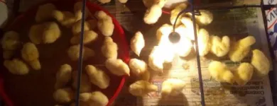 La imagen 4 de la Empresa MAVIR PERÚ Carnicería en Piura PIU
