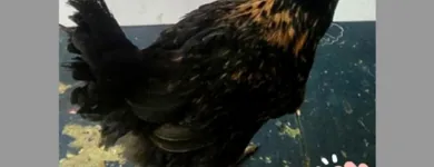 La imagen 5 de la Empresa MAVIR PERÚ Carnicería en Piura PIU