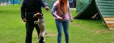 La imagen 1 de la Empresa NEOCAN - K9 - ADIESTRAMIENTO CANINO Tienda para Mascotas en Lima LAM