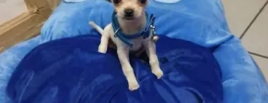 La imagen 1 de la Empresa PET SHOP CHIHUAHUAS WENDY Tienda para Mascotas en Lima LAM