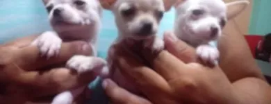 La imagen 2 de la Empresa PET SHOP CHIHUAHUAS WENDY Tienda para Mascotas en Lima LAM