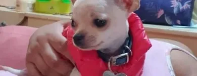 La imagen 3 de la Empresa PET SHOP CHIHUAHUAS WENDY Tienda para Mascotas en Lima LAM