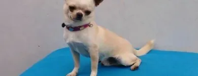 La imagen 4 de la Empresa PET SHOP CHIHUAHUAS WENDY Tienda para Mascotas en Lima LAM