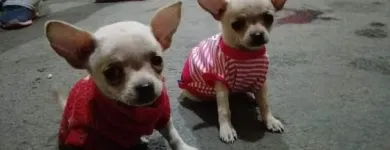 La imagen 5 de la Empresa PET SHOP CHIHUAHUAS WENDY Tienda para Mascotas en Lima LAM