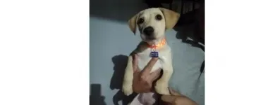 La imagen 3 de la Empresa REGISTRO REGISTRO NACIONAL DE MASCOTAS RENAMAS Tienda para Mascotas en Lima LAM