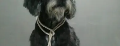 La imagen 1 de la Empresa VETERINARIA EL ARCA Veterinario en Lima LAM