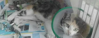 La imagen 2 de la Empresa VETERINARIA EL ARCA Veterinario en Lima LAM