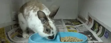 La imagen 3 de la Empresa VETERINARIA EL ARCA Veterinario en Lima LAM