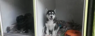 La imagen 4 de la Empresa VETERINARIA EL ARCA Veterinario en Lima LAM