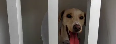 La imagen 5 de la Empresa VETERINARIA EL ARCA Veterinario en Lima LAM