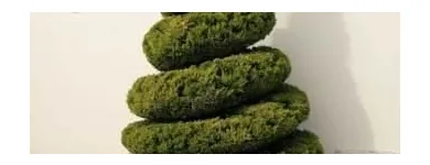 La imagen 3 de la Empresa VIVERO LAS CASCADAS Paisajista en Lima LAM