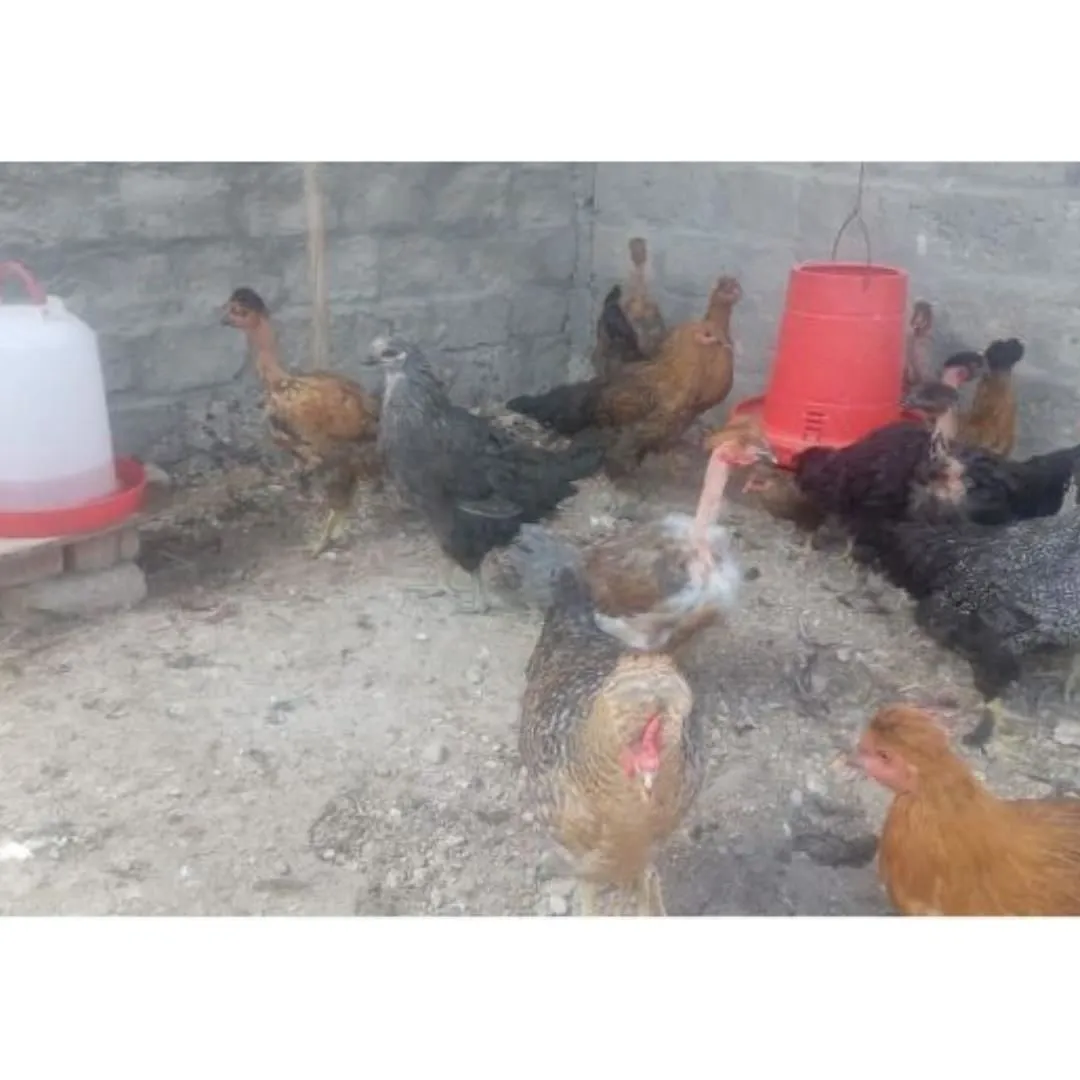 La imagen 2 de la Empresa MAVIR PERÚ