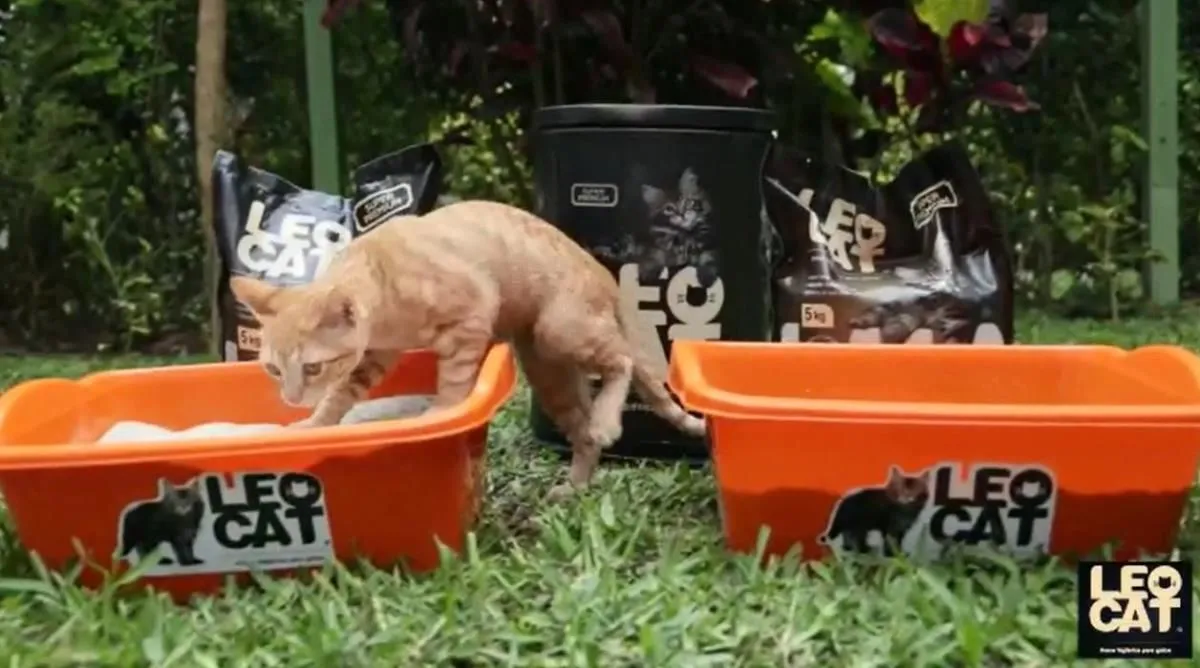 La imagen 4 de la Empresa LEOCAT