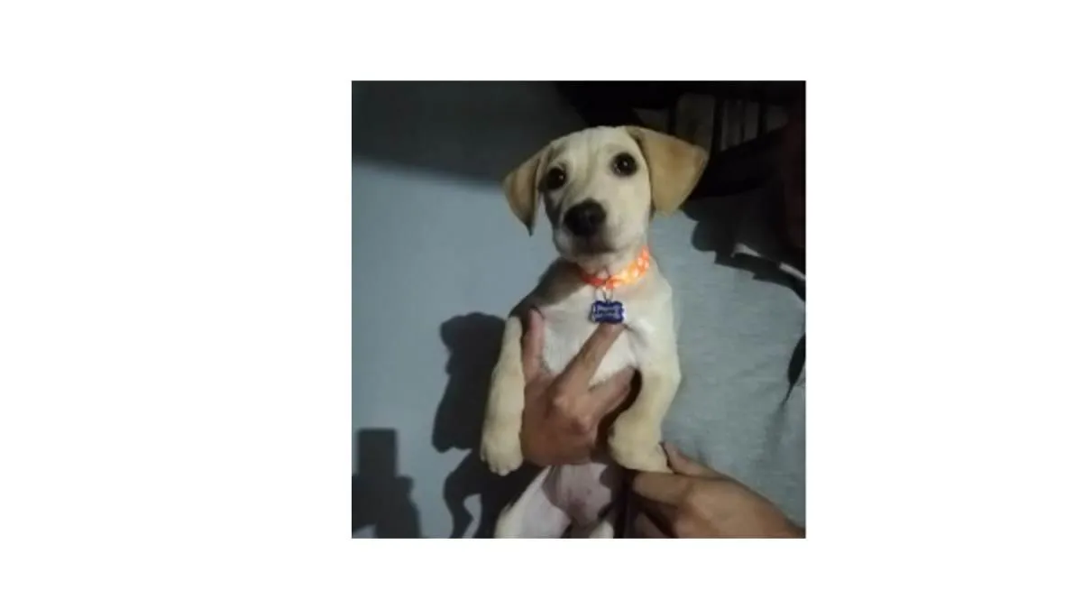 La imagen 3 de la Empresa REGISTRO REGISTRO NACIONAL DE MASCOTAS RENAMAS