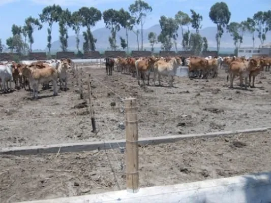 La imagen 6 de la Empresa ASESORES AGROPECUARIOS INTEGRALES S.A.C.