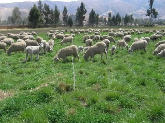 La imagen 10 de la Empresa ASESORES AGROPECUARIOS INTEGRALES S.A.C.