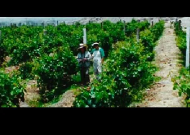La imagen 4 de la Empresa PISCO DON MAURILIO