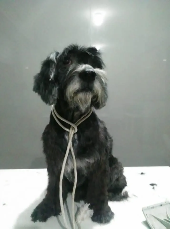 La imagen 1 de la Empresa VETERINARIA EL ARCA