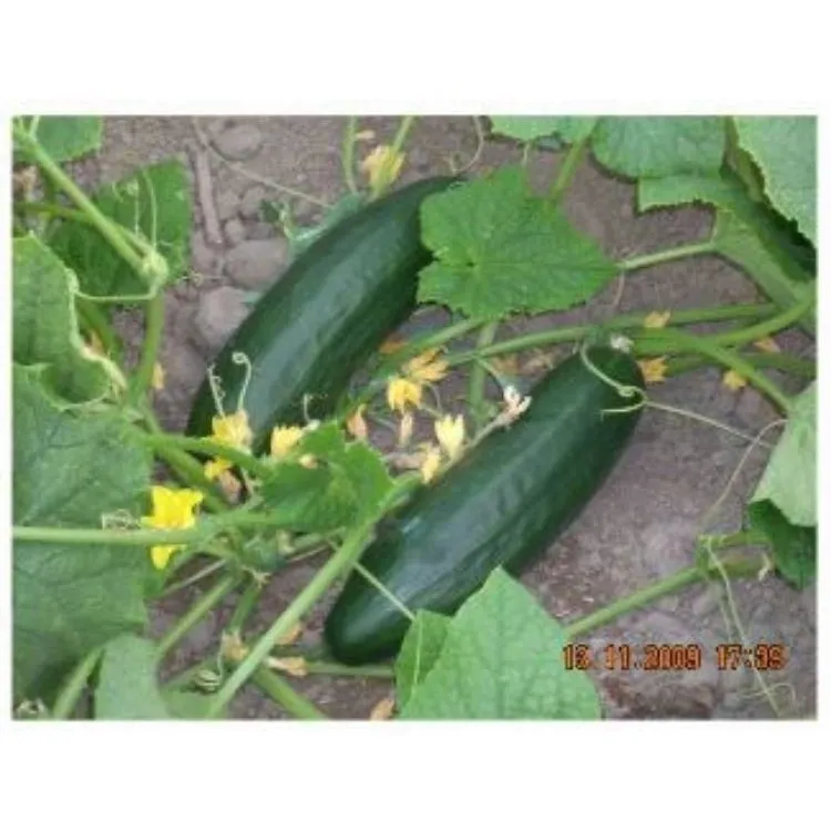 La imagen 1 de la Empresa CARLESSI SAC