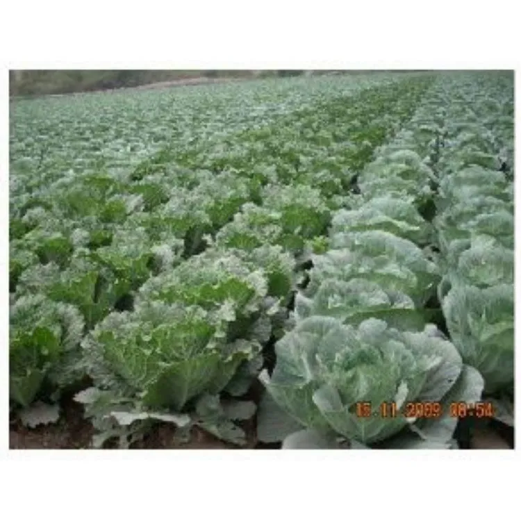 La imagen 2 de la Empresa CARLESSI SAC