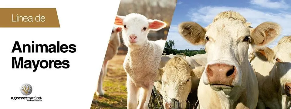 La imagen 5 de la Empresa AGROVET MARKET