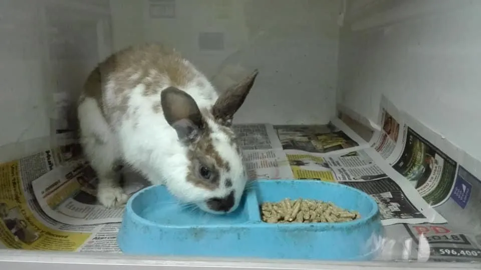 La imagen 3 de la Empresa VETERINARIA EL ARCA