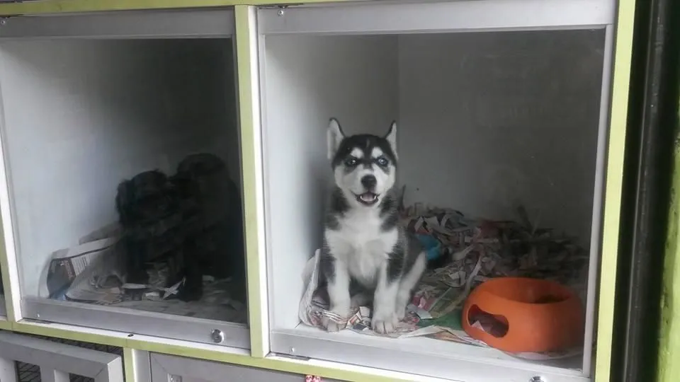 La imagen 4 de la Empresa VETERINARIA EL ARCA