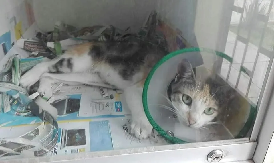 La imagen 2 de la Empresa VETERINARIA EL ARCA