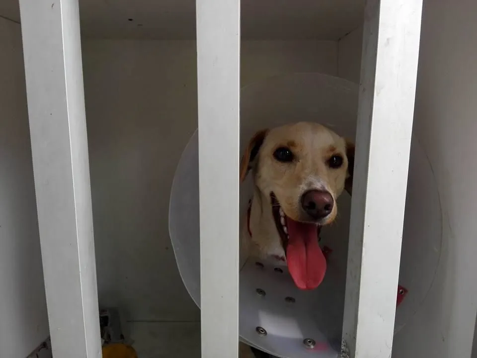 La imagen 5 de la Empresa VETERINARIA EL ARCA